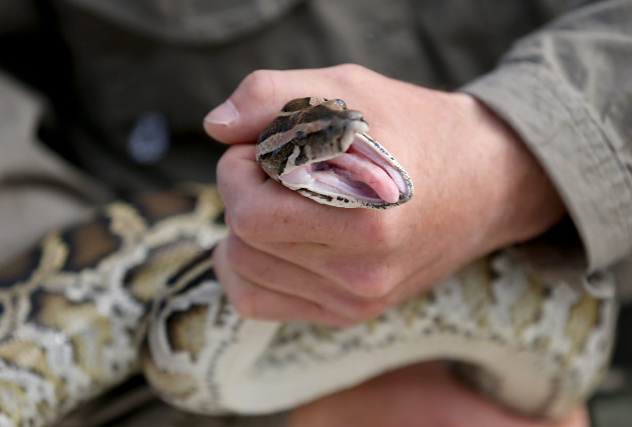MIAMI, FL - JANUARY 29: Edward Mercer, a Florida Fish and Wildlife Conservation Commission non-native Wildlife Technician, holds a Burmese Python during a press conference in the Florida Everglades about the non-native species on January 29, 2015 in Miami, Florida. The Florida Fish and Wildlife Conservation Commission along with the Everglades Cooperative Invasive Species Management Area (ECISMA), Miami-Dade County, National Park Service, South Florida Water Management District, U.S. Fish and Wildlife Service, United States Geological Survey, University of Florida were surveying an area for the Northern African pythons (also called African rock pythons) and the Burmese Python in western Miami-Dade County. The teams of snake hunters were checking the levees, canals and marsh on foot for the invasive species of reptile. Many of the non-native snakes have been introduced in to the wild when people release pet snakes after they grow to large to keep. (Photo by Joe Raedle/Getty Images)