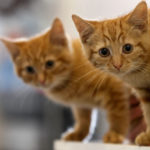MANCHESTER, ENGLAND - JULY 27: Milly, a 13-week-old kitten waits with her brother Charlie (L) to be re-homed at The Society for Abandoned Animals Sanctuary in Sale, Manchester which is facing an urgent cash crisis and possible closure on July 27, 2010 in Manchester, England. The Society for Abandoned Animals exists entirely on public support and unless it can raise GBP 50,000 in the next couple of months it will have to close down. The registered charity started in 1967 and in the last five years alone the charity has rescued and found homes for more than 1,000 cats, 290 rabbits and 262 dogs. The rescue centre is one of the many who are suffering a downfall in donations due to the economic recession. (Photo by Christopher Furlong/Getty Images)
