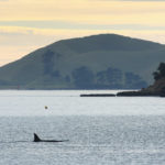 AUCKLAND, NEW ZEALAND - JUNE 24: An Orca whale is seen off St Heliers Bay on June 24, 2009 in Auckland, New Zealand. New Zealand Orcas or Killer whales are the only known orca group that eat stingrays as a staple food, often hunting them into shallow water and sometimes beaching themselves. (Photo by Sandra Mu/Getty Images)