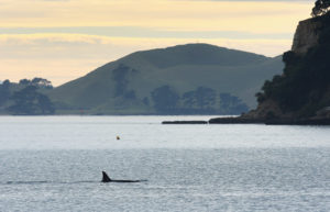 AUCKLAND, NEW ZEALAND - JUNE 24: An Orca whale is seen off St Heliers Bay on June 24, 2009 in Auckland, New Zealand. New Zealand Orcas or Killer whales are the only known orca group that eat stingrays as a staple food, often hunting them into shallow water and sometimes beaching themselves. (Photo by Sandra Mu/Getty Images)