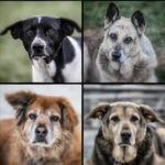 Bradshaw Animal Shelter, Sacramento Dog Adoption, Free Dog Adoption