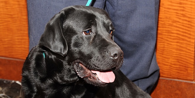 NEW YORK, NY - JANUARY 31: Carmen, an adult Black Labrador Retriever seen during the American Kennel Club's "Most Popular Breeds 2013" press conference on January 31, 2014 in New York City. (Photo by Gary Gershoff/Getty Images for the American Kennel Club)