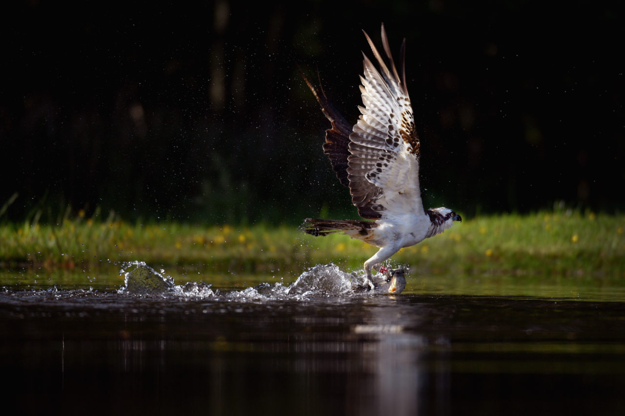 AVIEMORE, SCOTLAND - JUNE 07: An Osprey catches a Rainbow Trout at Rothiemurchus on June 6, 2016 in Kincraig, Scotland. Ospreys migrate each spring from Africa and nest in tall pine trees around the Aviemore area, the raptor was hunted to the point of extinction in the Victorian era, their migratory habits eventually brought them back to Scotland with the first successful breeding pair being recorded in 1954. (Photo by Jeff J Mitchell/Getty Images)