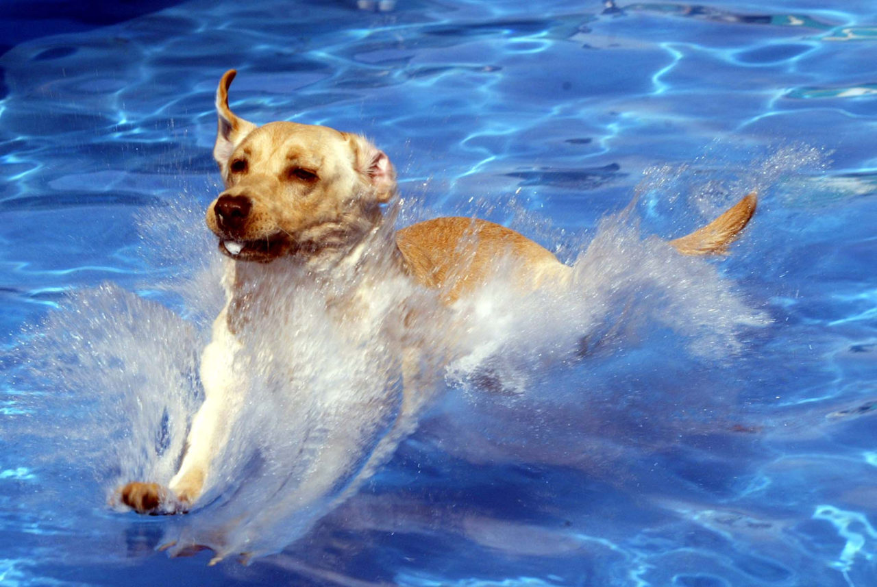 GRAY SUMMIT, MO - OCTOBER 4: Freddie hits the water as he dives into a pool for a distance of 24-feet during the Incredible Diving Dog portion of the Purina Dog Chow Incredible Dog Challenge at Purina Farms October 4, 2003 in Gray Summit, Missouri. The dogs take a running start before launching themselves into the water as the dogs are judged on distance. (Photo by Bill Greenblatt/Getty Images)