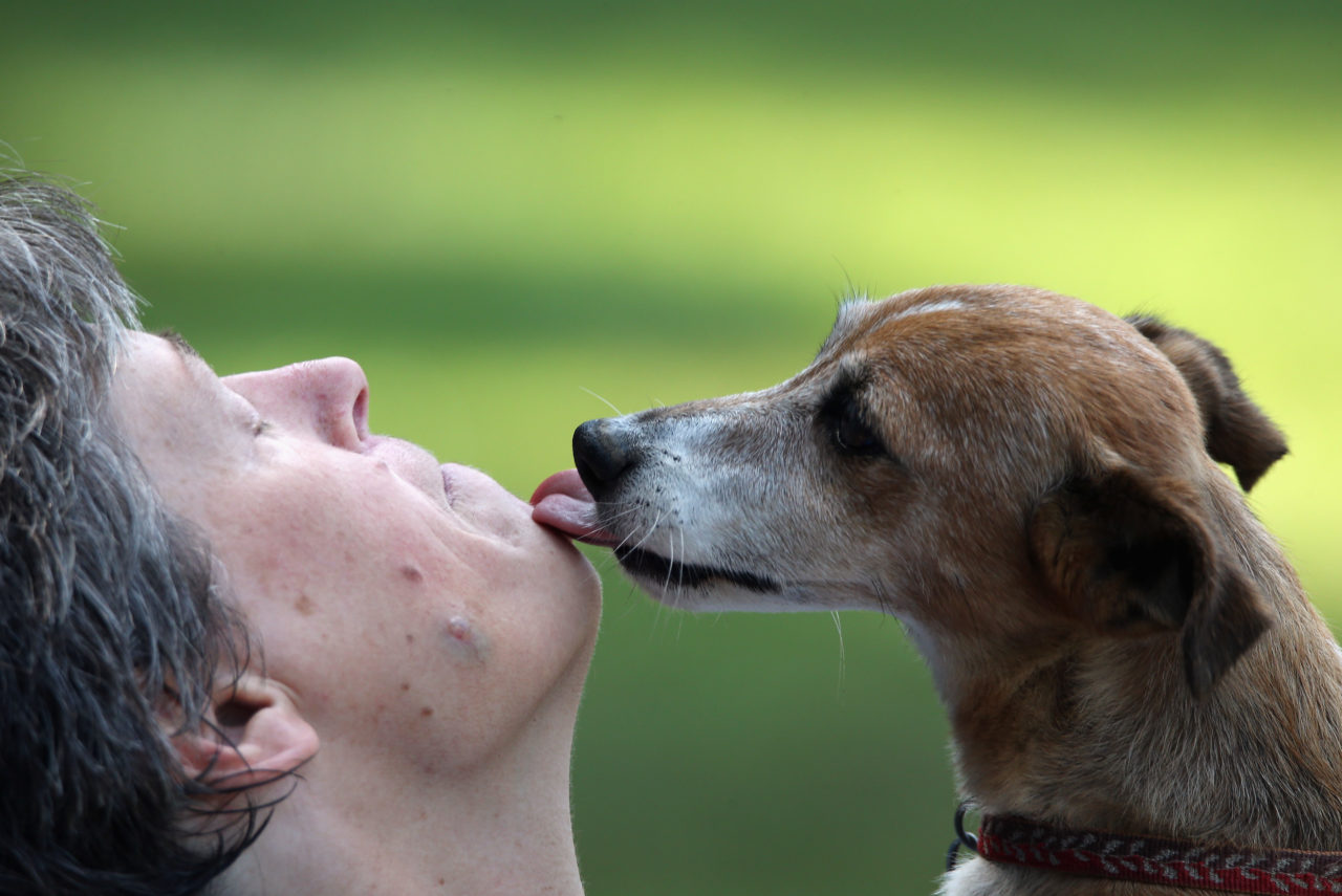 HUNTINGTON, NY - JULY 22: A dog kisses his owner in the West Hills Dog Park on July 21, 2014 in Huntington, New York. (Photo by Bruce Bennett/Getty Images)