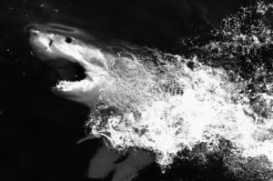 GANSBAAI, SOUTH AFRICA - JULY 08: (EDITOR'S NOTE: THIS DIGITAL IMAGE HAS BEEN CONVERTED TO BLACK AND WHITE) A Great White Shark is seen in the Indian Ocean near the town of Gans Bay on July 8, 2010 in Gansbaai, South Africa. (Photo by Ryan Pierse/Getty Images)