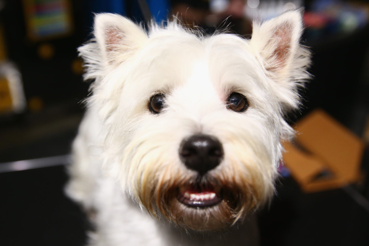 SYDNEY, AUSTRALIA - NOVEMBER 07: A West Highland White Terrier is seen during Dog Lovers Show at Royal Hall of Industries, Moore Park on November 7, 2014 in Sydney, Australia. (Photo by Mark Kolbe/Getty Images)