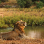 LIMPOPO, SOUTH AFRICA - JULY 21: A lion relaxes on the banks of the Luvuvhu river at the Pafuri game reserve on July 21, 2010 in Kruger National Park, South Africa. Kruger National Park is one of the largest game reserves in South Africa spanning 19,000 square kilometres and is part of the Great Limpopo Transfrontier Park. (Photo by Cameron Spencer/Getty Images)