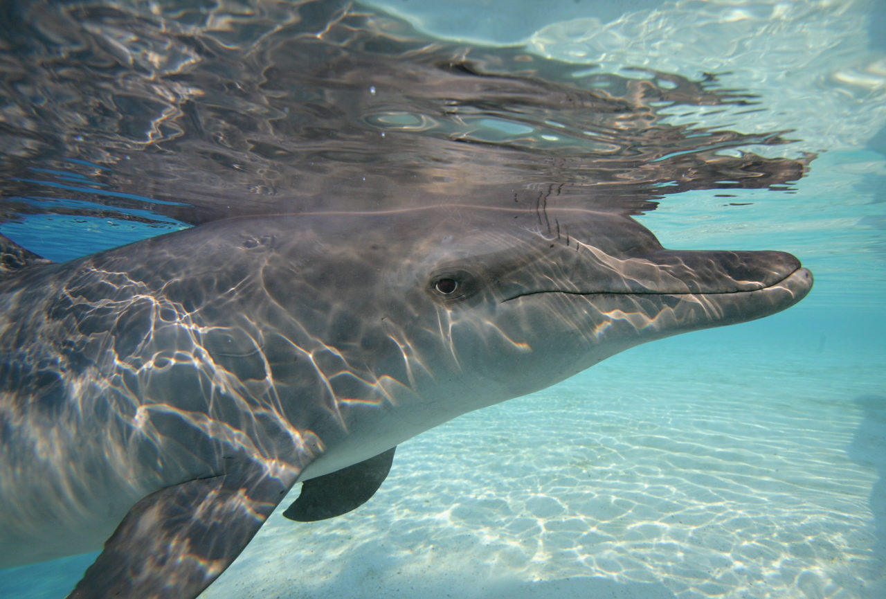 DUBAI, UNITED ARAB EMIRATES - NOVEMBER 21: A dolphin swims in the Aquaventure water park at the landmark Grand Opening of Palm Atlantis Resort and Palm Jumeirah on November 21, 2008 in Dubai, United Arab Emirates. (Photo by Getty Images/Getty Images)
