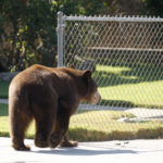 MONTROSE, CA - SEPTEMBER 9: An adult black bear walks through a residential neighborhood on September 9, 2012 in Montrose, California. The bear was first seen walking on the 210 freeway, which was subsequently closed for a short time, before moving further into the city. Bears and other wildlife are drawn to the cities that line the foothills of the San Gabriel Mountains northeast of Los Angeles in search of water, pet food and trash left out by residents. Some residents reportedly feed the bears bacon and other food, a practice strongly condemned by wildlife officials. (Photo by David McNew/Getty Images)