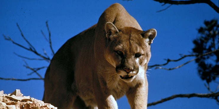 Mountain lions in California, mountain lions in Roseville,