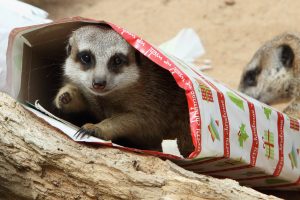 SYDNEY, AUSTRALIA - DECEMBER 23: In this handout image provided by Taronga Zoo, a meerket rests inside a Christmas present at Taronga Zoo on December 23, 2010 in Sydney, Australia. The festive foods were given to the animals as part of the regular enrichment program in place to encourage the animals to forage for food and help improve hunting abilities. (Photo by Rick Stevens/Taronga Zoo via Getty Images)