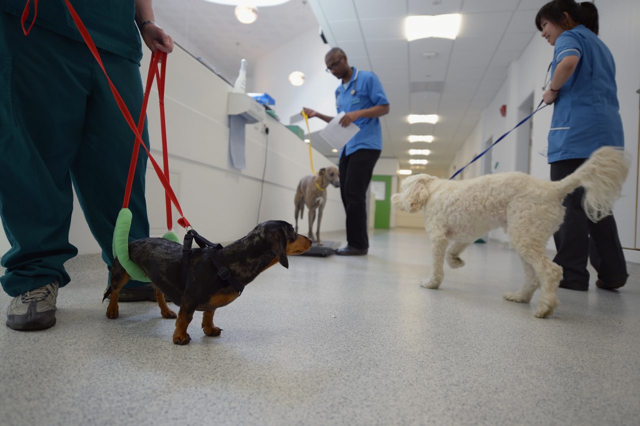 GLASGOW, SCOTLAND - APRIL 30: Millie the Dachshund waits in the treatment area at the small animal hospital at the School of Veterinary Medicine at the University of Glasgow on April 30, 2013 in Glasgow, Scotland. One of only two veterinary schools in Scotland, University of Glasgow School Of Veterinary Medicine was founded in 1862 by James McCall, it attracts students and researchers from around the world where they train over a 5 year course to become Veterinarians on a broad range of animals large and small. (Photo by Jeff J Mitchell/Getty Images)