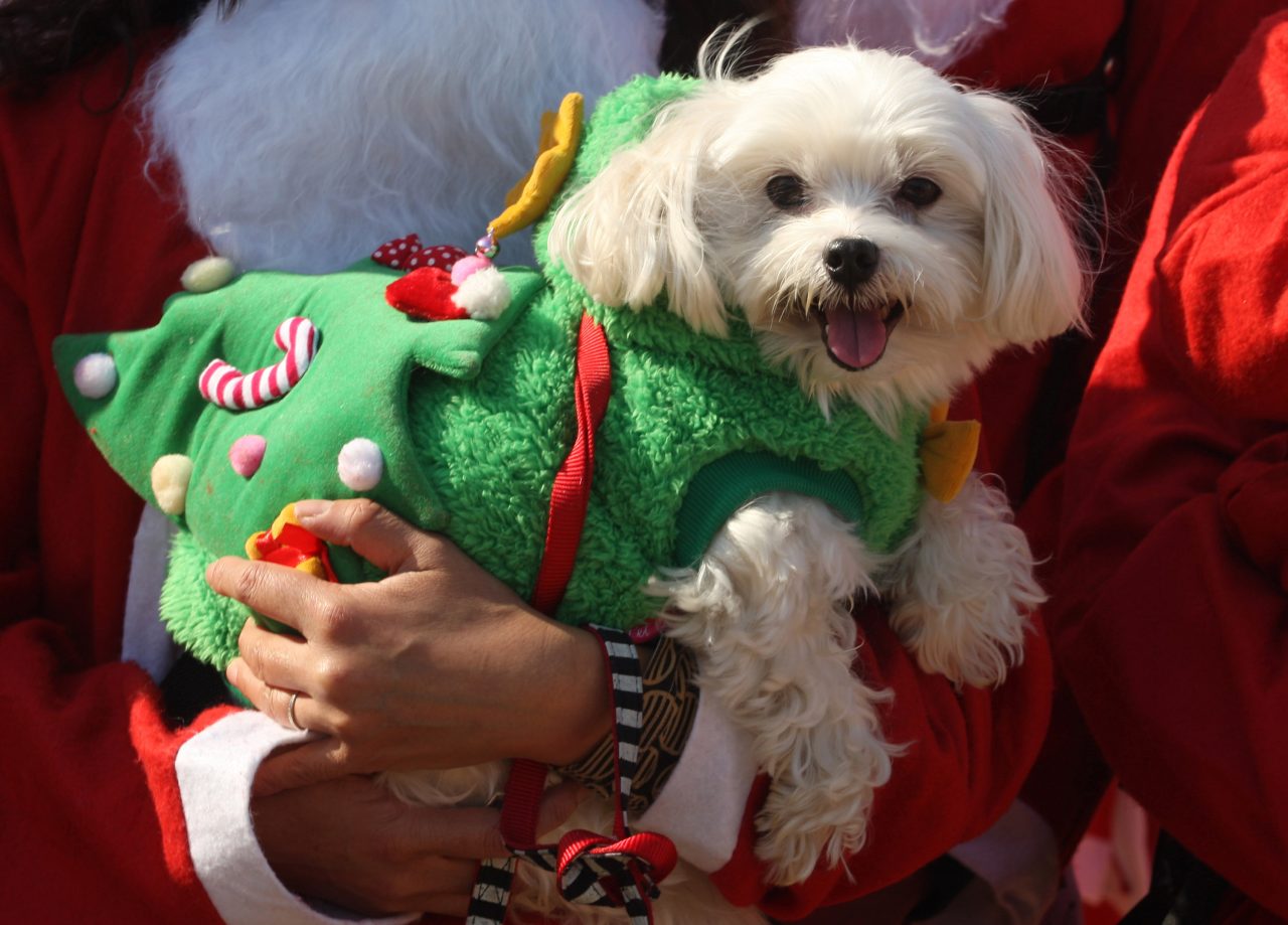 OSAKA, JAPAN - DECEMBER 01: A Participant dressed as Santa Claus hold her pet as get ready to jog before the 5th annual Osaka Great Santas run at fornt of the Osaka Castle on December 1, 2013 in Osaka, Japan. Participation fees will be donated to children who have to spend Christmas day in a hospital. (Photo by Buddhika Weerasinghe/Getty Images)