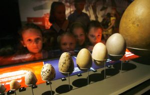 SYDNEY, AUSTRALIA - MARCH 14: A group of children view a selection of dinosaur eggs during a new exhibition titled Dinosaurs at the Australian Museum on March 14, 2008 in Sydney, Australia. The exhibition features ancient Australian and international skeletons and fossils and will be on display until June 2008. (Photo by Sergio Dionisio/Getty Images)
