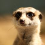 DUBBO, AUSTRALIA - APRIL 20: A meerkat is seen at Taronga Western Plains Zoo on April 20, 2012 in Dubbo, Australia. The popular 35 year old Dubbo zoo is set in 3 square km of bushland and is home to over 700 animals. (Photo by Mark Kolbe/Getty Images)