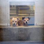 LOS ANGELES, CA - DECEMBER 15: Chihuahuas await adoption at a Los Angeles Department of Animal Services shelter on December 15, 2009 in os Angeles, California. December 15, 2009 in Los Angeles, California. Chihuahuas make up about a third of the dogs at many California shelters, so many that some shelters are shipping Chihuahuas to other states to find homes. A shelter in Oakland sent about 100 to Arizona, Oregon and Washington. Recently, a Los Angeles city shelter flew 25 Chihuahuas to Nashua, New Hampshire where all found homes within a day through the local Humane Society. Experts have blamed the glut of abandoned Chihuahuas in California on the influence of pop culture, a bad economy, puppy mills and backyard breeders. Fans sometimes abandon the dogs when they are no longer new and cute to them or when expensive vet bills start to add up. The tiny dogs are named for the Mexican state of Chihuahua. (Photo by David McNew/Getty Images)