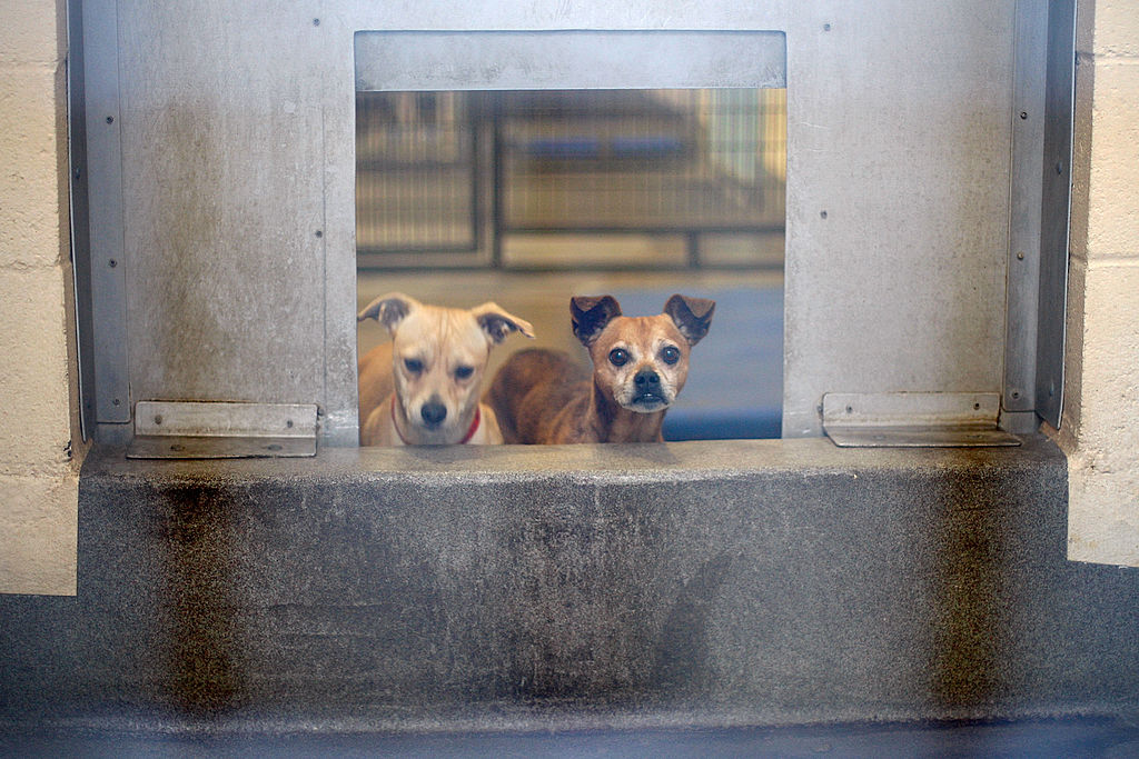 LOS ANGELES, CA - DECEMBER 15: Chihuahuas await adoption at a Los Angeles Department of Animal Services shelter on December 15, 2009 in os Angeles, California. December 15, 2009 in Los Angeles, California. Chihuahuas make up about a third of the dogs at many California shelters, so many that some shelters are shipping Chihuahuas to other states to find homes. A shelter in Oakland sent about 100 to Arizona, Oregon and Washington. Recently, a Los Angeles city shelter flew 25 Chihuahuas to Nashua, New Hampshire where all found homes within a day through the local Humane Society. Experts have blamed the glut of abandoned Chihuahuas in California on the influence of pop culture, a bad economy, puppy mills and backyard breeders. Fans sometimes abandon the dogs when they are no longer new and cute to them or when expensive vet bills start to add up. The tiny dogs are named for the Mexican state of Chihuahua. (Photo by David McNew/Getty Images)