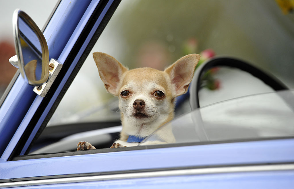 ZWICKAU, GERMANY - AUGUST 23: A Chihuahua dog waits inside a Trabant 601 car as fans of the East German Trabant car gather for their 7th annual get-together on August 23, 2014 in Zwickau, Germany. Hundreds of Trabant enthusiasts arrived to spend the weekend admiring each others cars, trading stories and enjoying activities. The Trabant, dinky and small by modern standards, was the iconic car produced in former communist East Germany and today has a strong cult following. (Photo by Matthias Rietschel/Getty Images)