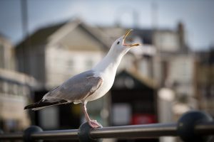 ST IVES, UNITED KINGDOM - APRIL 14: A seagull squawks in the popular seaside resort of St Ives on April 14, 2016 in Cornwall, England. Due to the pressures that second and holiday homes are having on the town's housing market the council has asked residents to vote in a referendum on May 5 on a new town plan which includes a promise to restrict second home ownership. If the vote is passed on May 5, all new housing developments will only get permission if the homes are to be reserved by people to live in full time. People whose main residence is elsewhere will not be allowed to buy the property. (Photo by Matt Cardy/Getty Images)