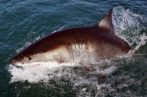 GANSBAAI, SOUTH AFRICA - OCTOBER 19: A Great White Shark is attracted by a lure on the 'Shark Lady Adventure Tour' on October 19, 2009 in Gansbaai, South Africa. The lure, usually a tuna head, is attached to a buoy and thrown into the water in front of the cage with the divers. The waters off Gansbaai are the best place in the world to see Great White Sharks, due to the abundance of prey such as seals and penguins which live and breed on Dyer Island, which lies 8km from the mainland. (Photo by Dan Kitwood/Getty Images)