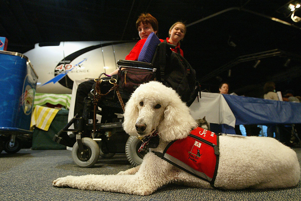 NEW YORK - SEPTEMBER 18: Sparky, a standard poodle service dog, sits with his owner Dori Tempio at the third annual Search and Rescue and Service Dog Day and Awards for Extraordinary Service to Humanity on the board the Intrepid Sea Air and Space Museum September 18, 2004 in New York Harbor in New York City. Dozens of dogs from around the tri-state area attended the event which featured guide, rescue, service, police and inspection dogs of all shapes, breeds and sizes. (Photo by Spencer Platt/Getty Images)
