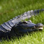 A Florida alligator watches the action from the ninth fairway during third-round play at the PGA Tour's Players Championship March 27, 2004. (Photo by Al Messerschmidt/WireImage) *** Local Caption ***