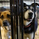 CEDAR RAPIDS, IA - JUNE 22: Dogs stand in a cage after being dropped off at the animal shelter at the Animal Health Technology Center at Kirkwood Community College June 22, 2008 in Cedar Rapids, Iowa. The center was setup for pets that were either found or abandoned after the Cedar River inundated the city with flood waters. (Photo by Joe Raedle/Getty Images)