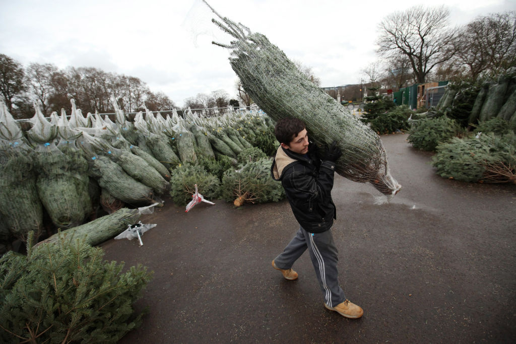 LONDON, ENGLAND - DECEMBER 08: A Christmas tree salesman arranges his stock at The Royal Hospital Chelsea on December 8, 2011 in London, England. Despite the UK's uncertain economic outlook, sales in Christmas trees have been strong this year with some retailers reporting a 50% increase. (Photo by Oli Scarff/Getty Images)