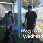 Wags & Whiskers Wednesday with Sacramento SPCA...